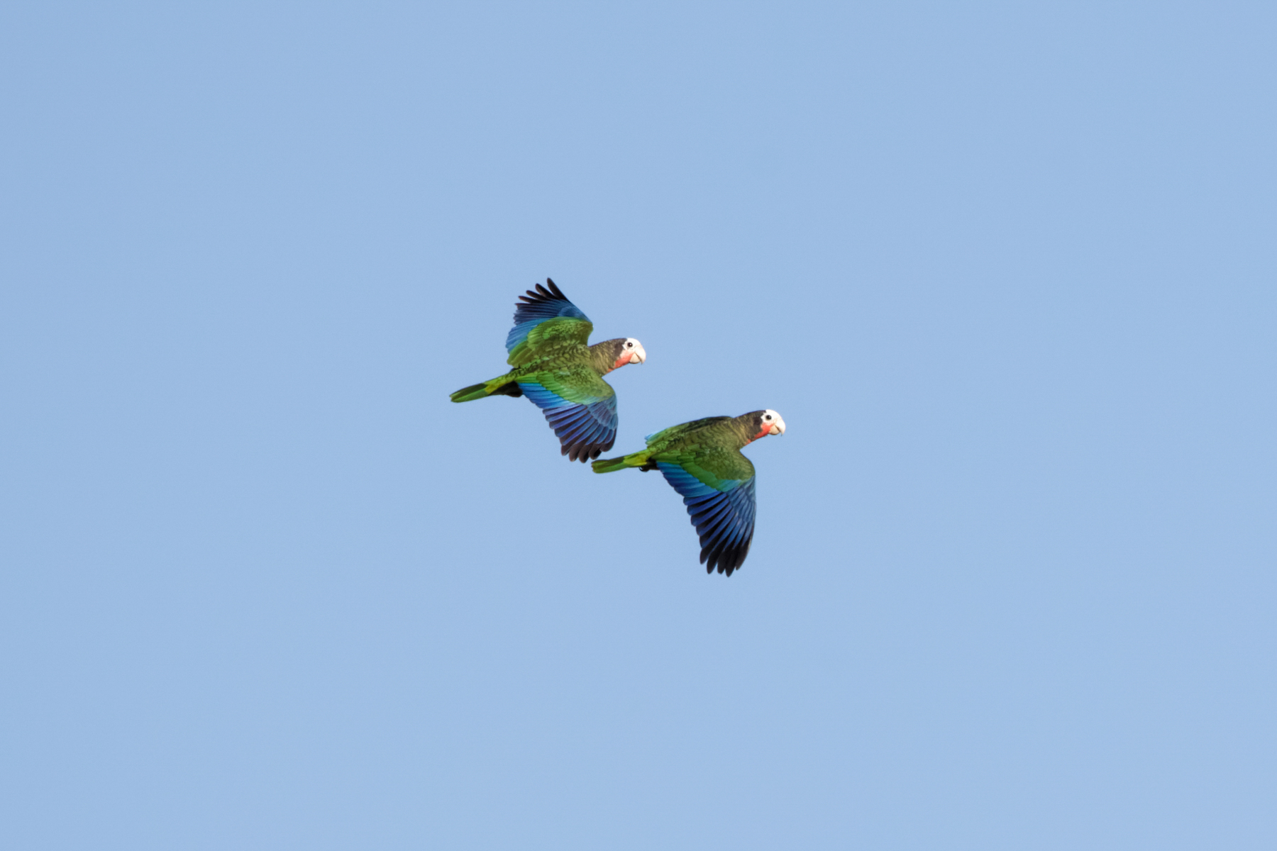 Cuban Amazons (image by Leo Garrigues)
