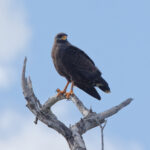 Cuban Black Hawk (image by Leo Garrigues)