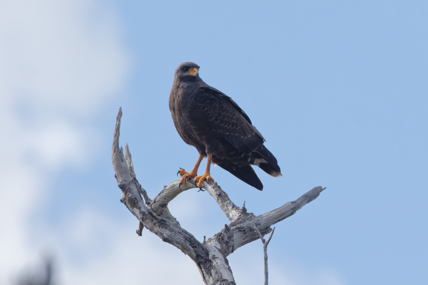 Cuban Black Hawk (image by Leo Garrigues)