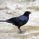 Cuban Blackbird (image by Leo Garrigues)