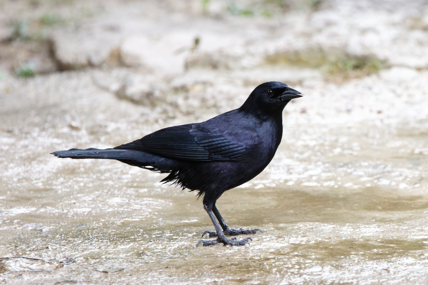 Cuban Blackbird (image by Leo Garrigues)