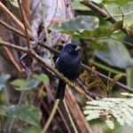 Cuban Bullfinch (image by Leo Garrigues)