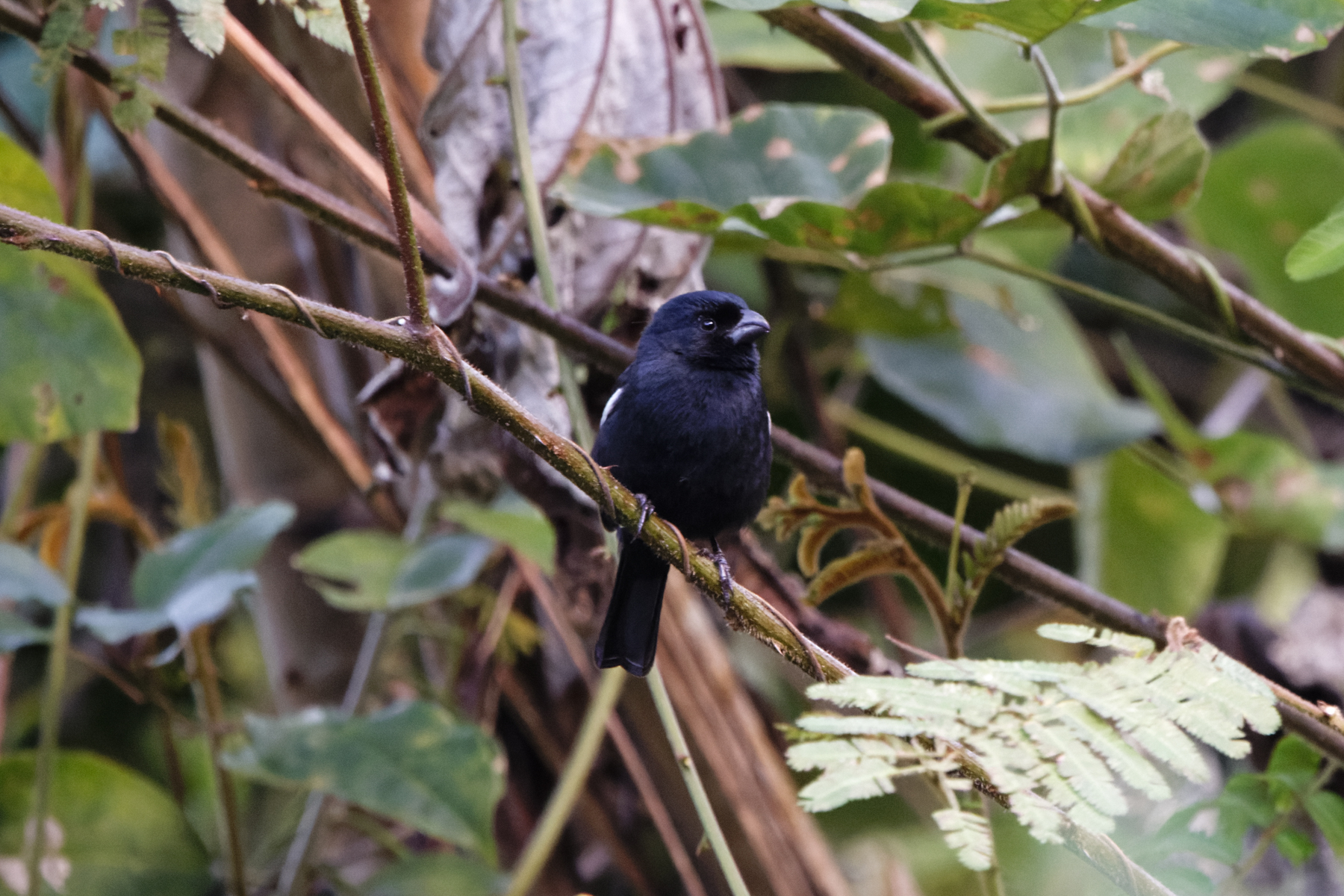 Cuban Bullfinch (image by Leo Garrigues)
