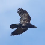 Cuban Crow (image by Leo Garrigues)