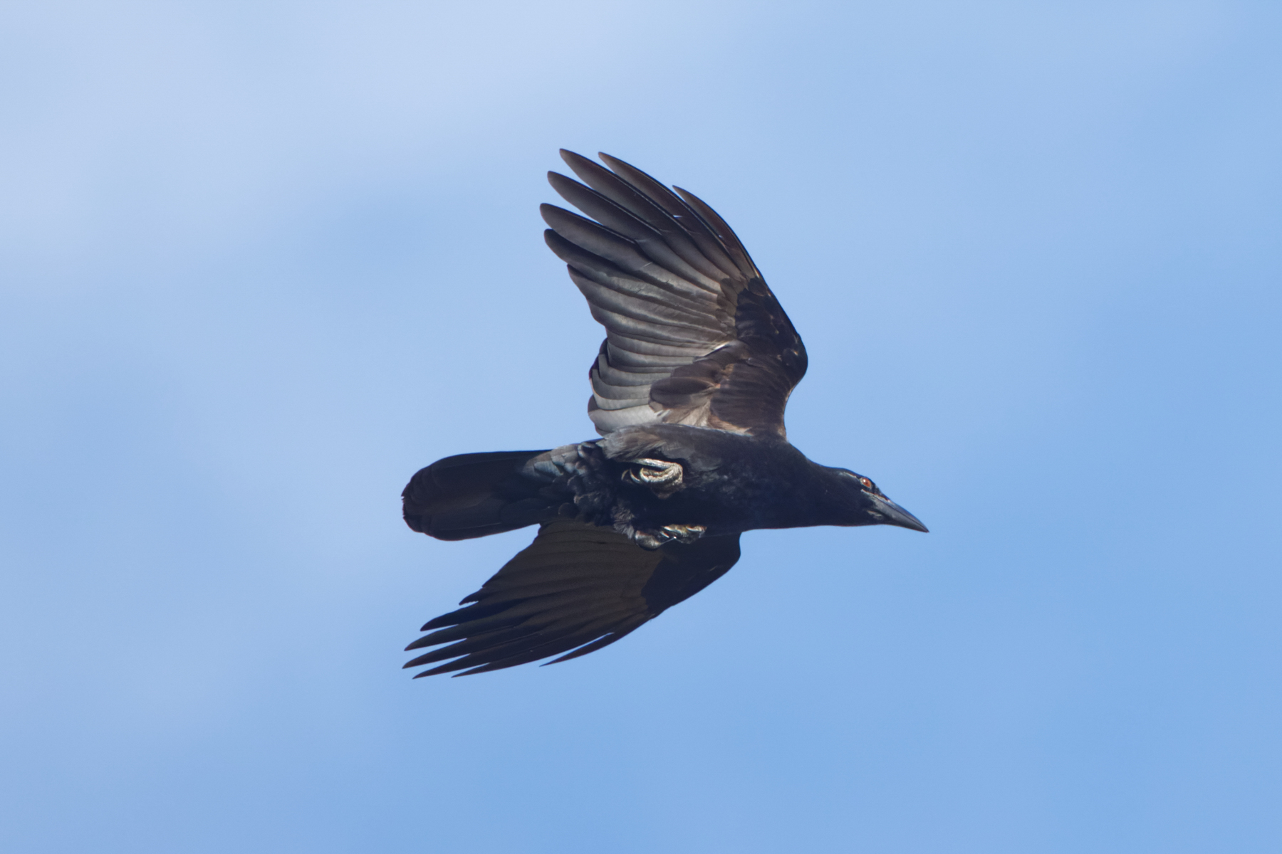 Cuban Crow (image by Leo Garrigues)
