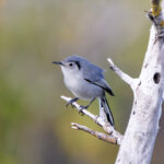 Cuban Gnatcatcher (image by Leo Garrigues)
