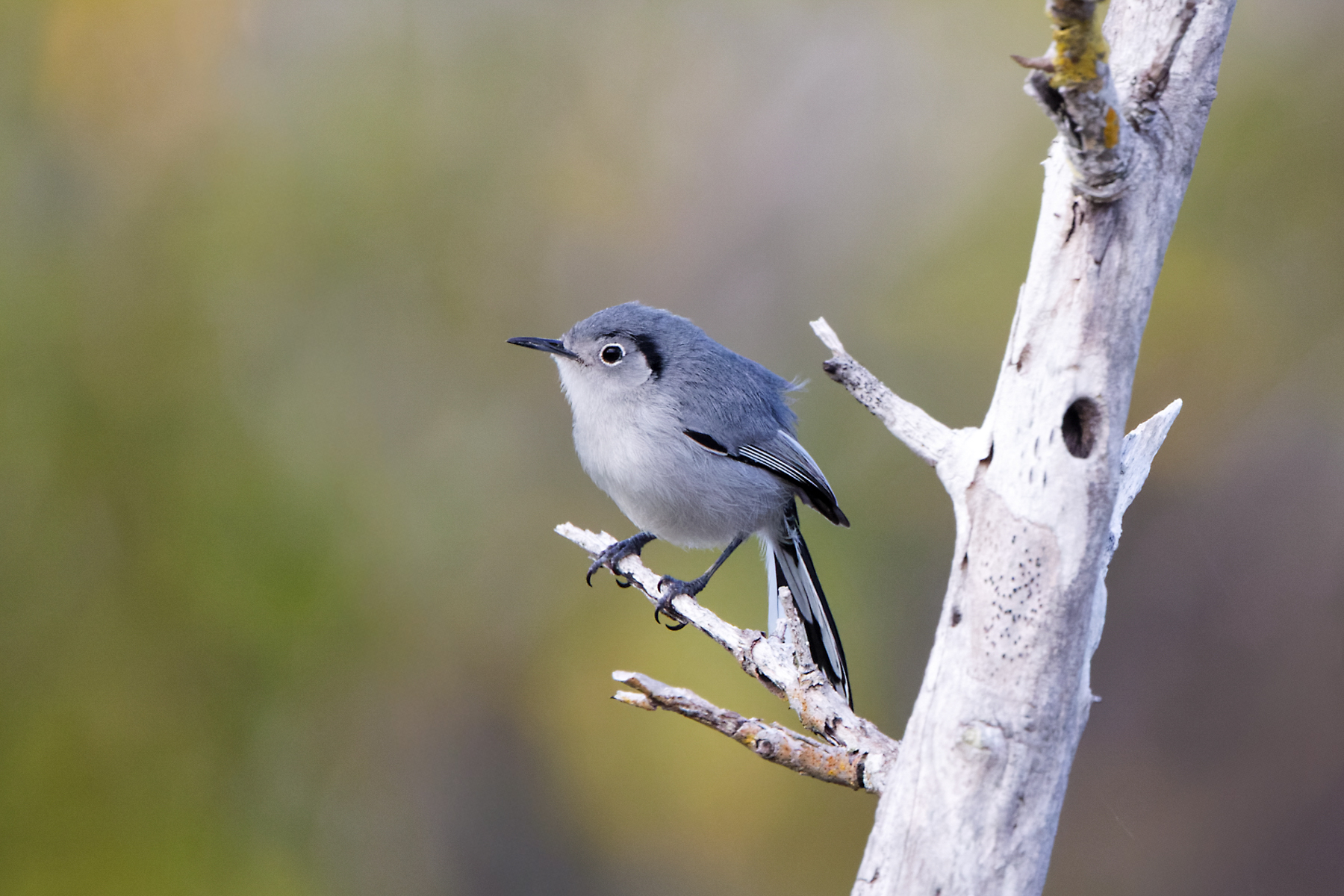 Cuban Gnatcatcher (image by Leo Garrigues)