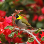 Cuban Grassquit (image by Leo Garrigues)