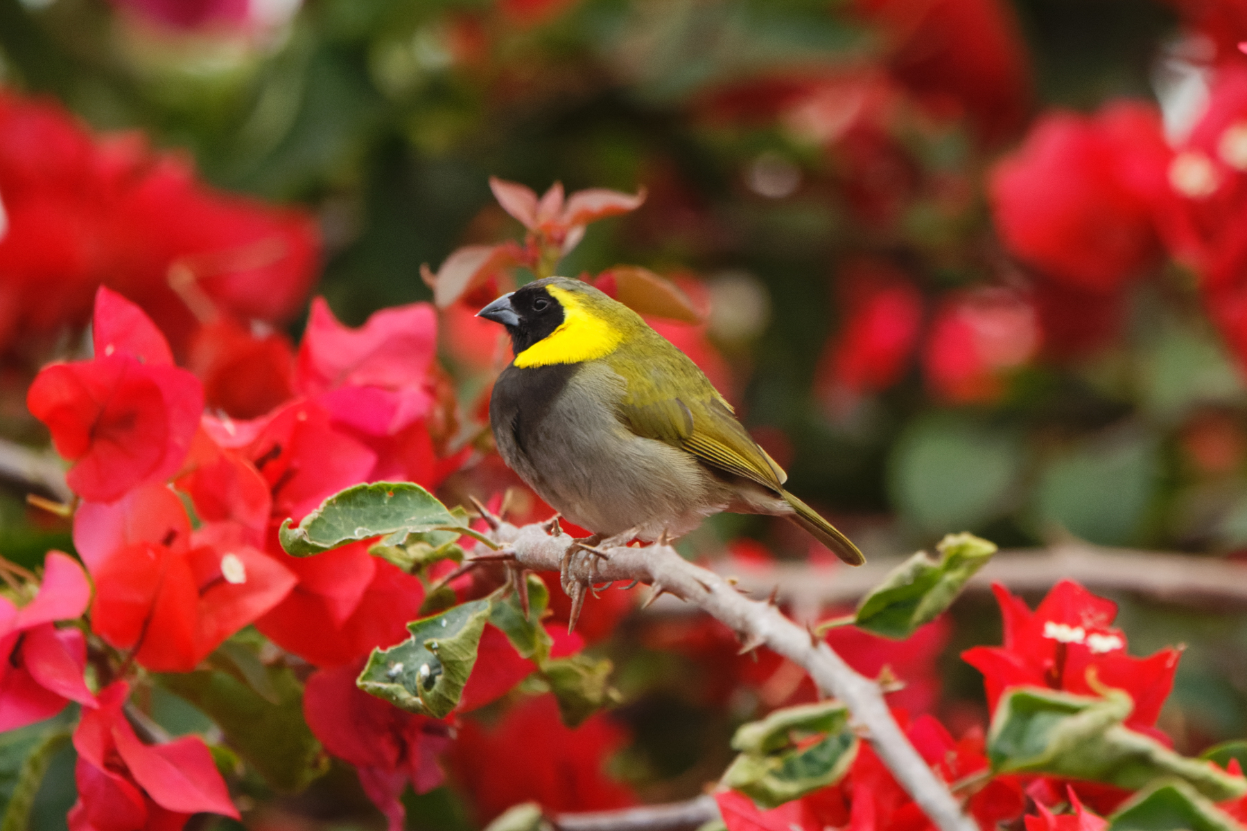 Cuban Grassquit (image by Leo Garrigues)