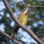 Cuban Green Woodpecker (image by Leo Garrigues)