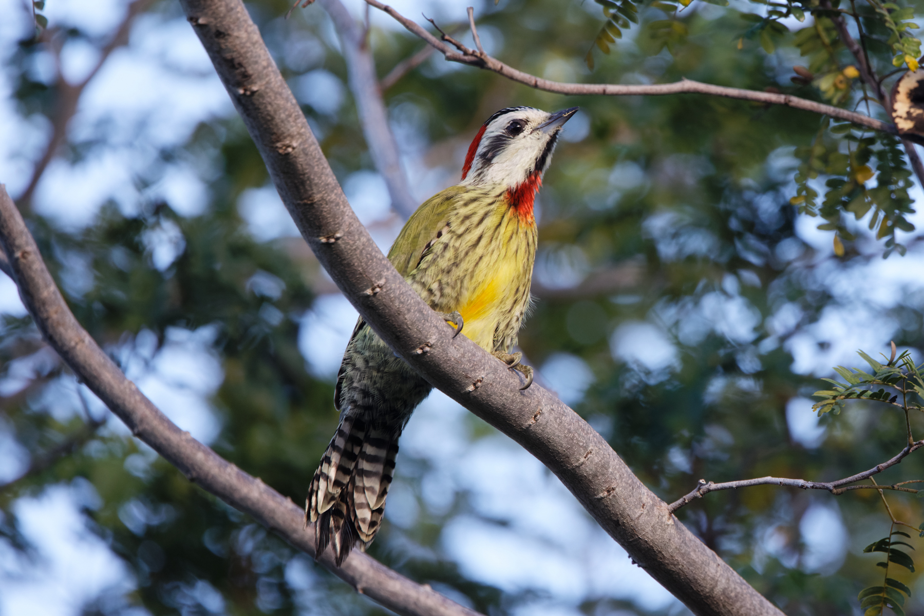 Cuban Green Woodpecker (image by Leo Garrigues)