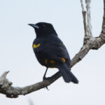Cuban Oriole (image by) Leo Garrigues