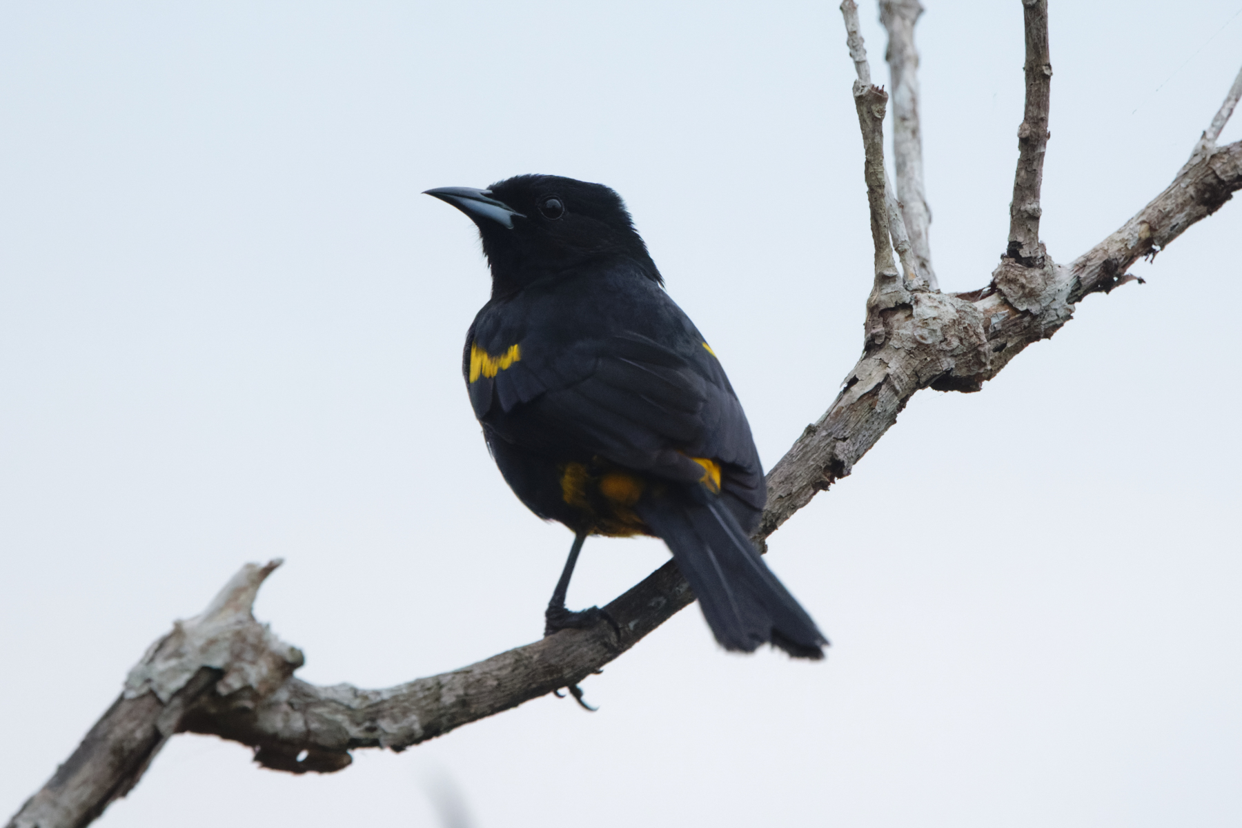 Cuban Oriole (image by) Leo Garrigues