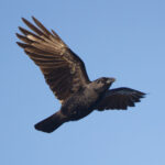 Cuban Palm Crow (image by Leo Garrigues)