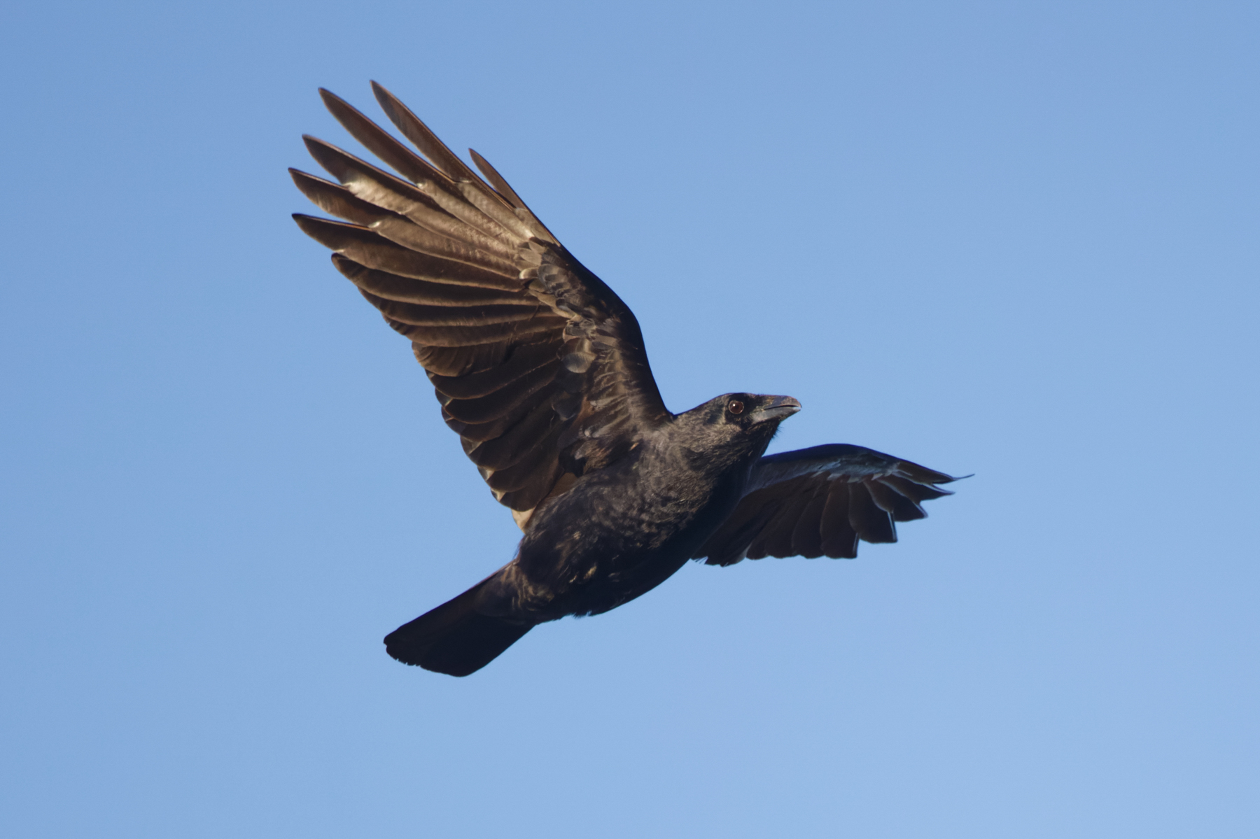 Cuban Palm Crow (image by Leo Garrigues)