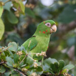 Cuban Parakeet (image by Leo Garrigues)