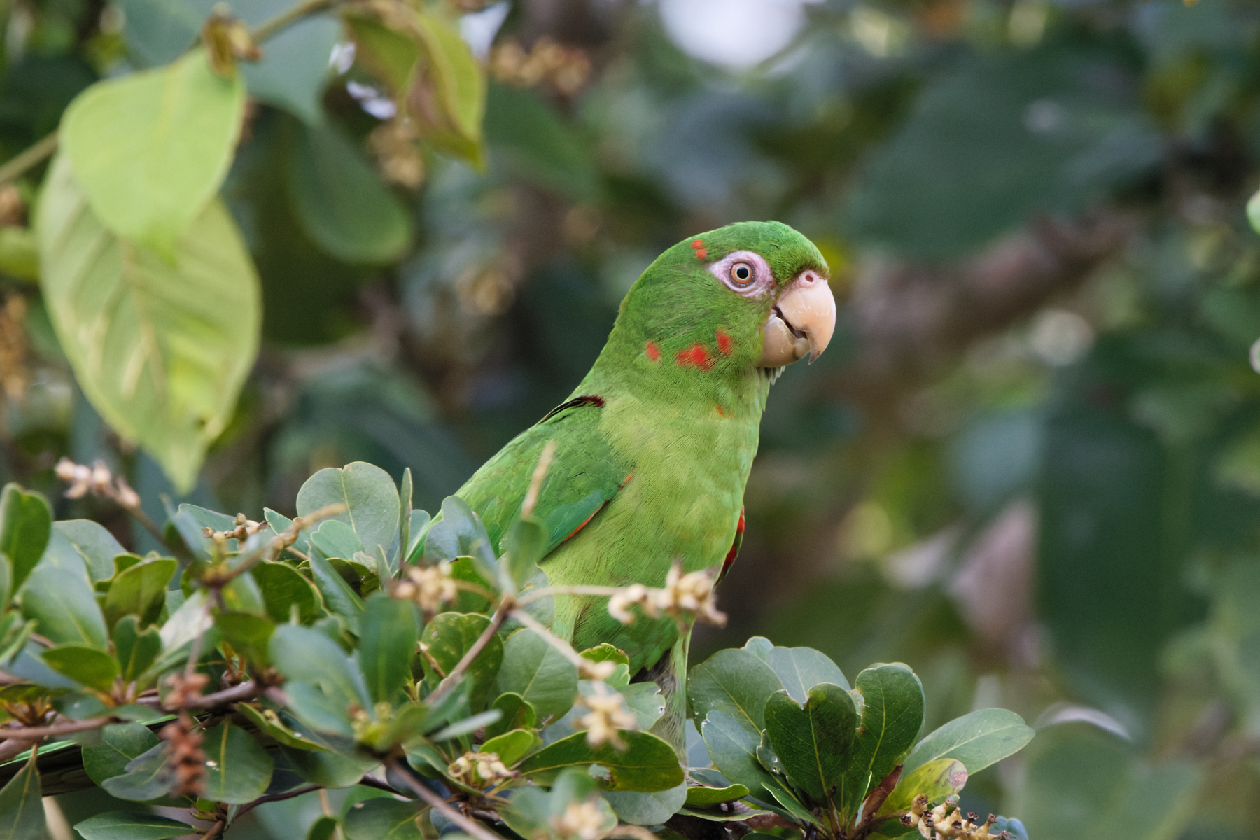 Cuban Parakeet (image by Leo Garrigues)