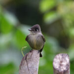Cuban Pewee (image by Leo Garrigues)