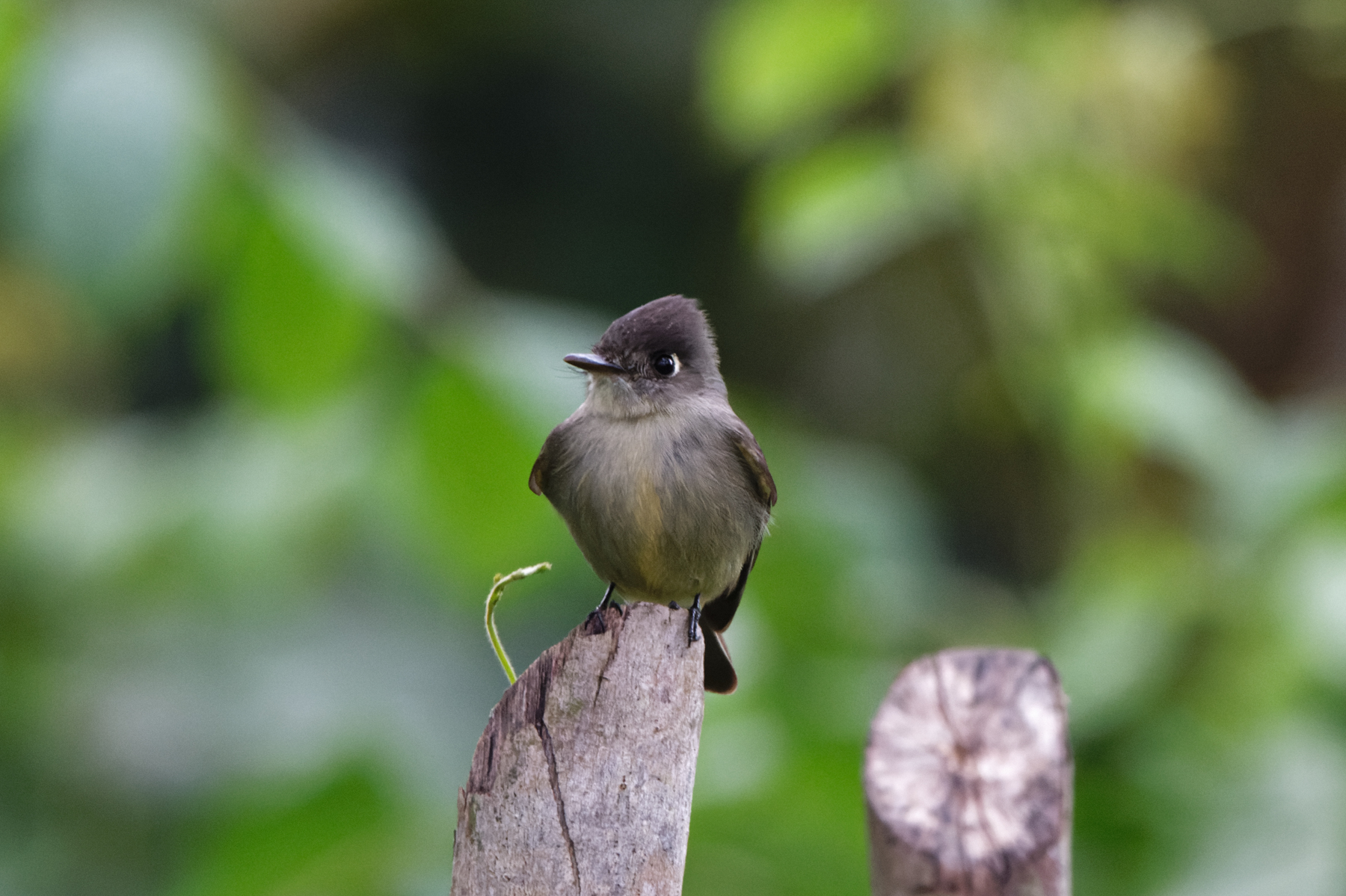 Cuban Pewee (image by Leo Garrigues)