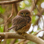Cuban Pygmy Owl (image by Leo Garrigues)