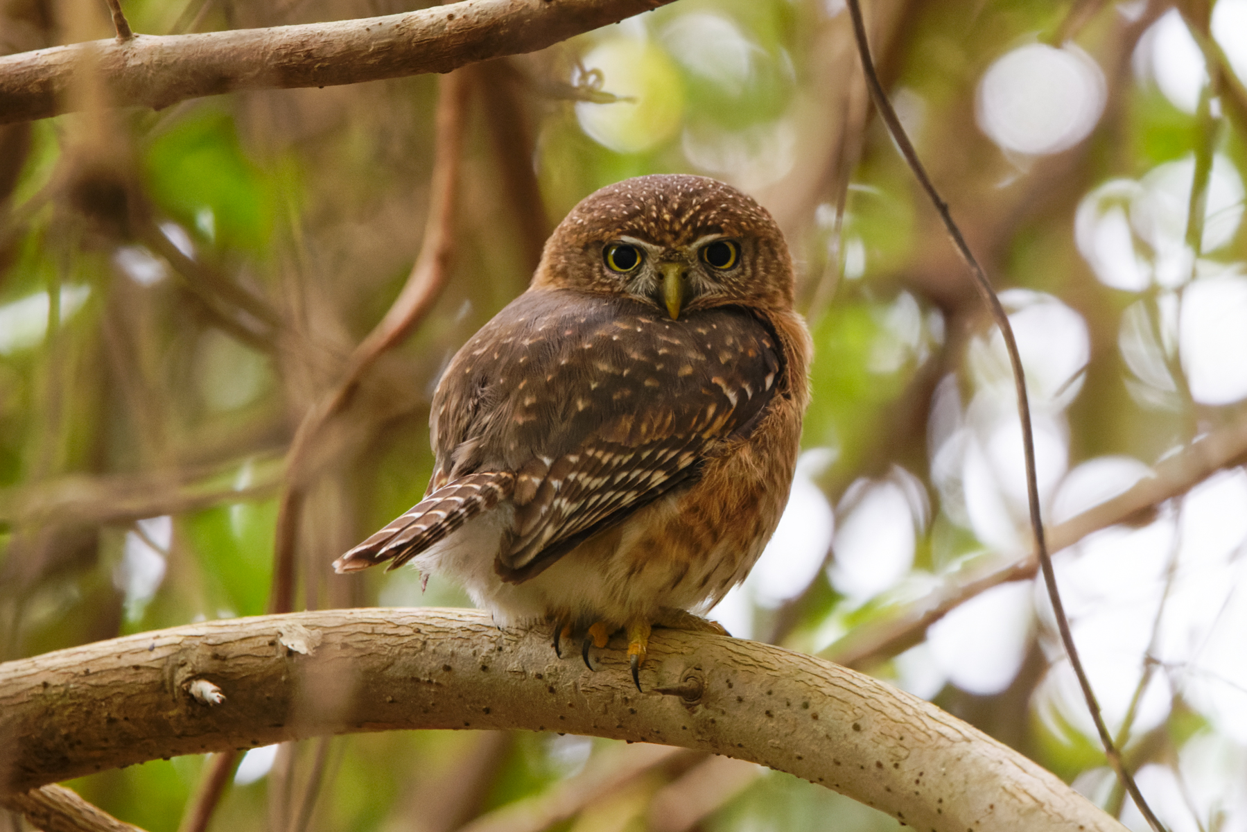 Cuban Pygmy Owl (image by Leo Garrigues)