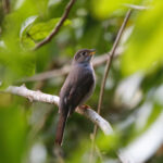Cuban Solitaire (image by Leo Garrigues)