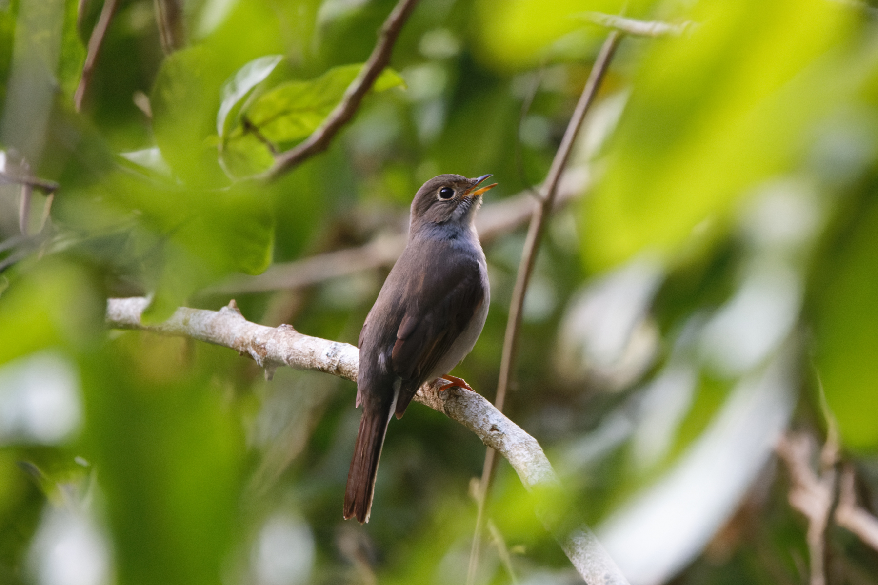 Cuban Solitaire (image by Leo Garrigues)