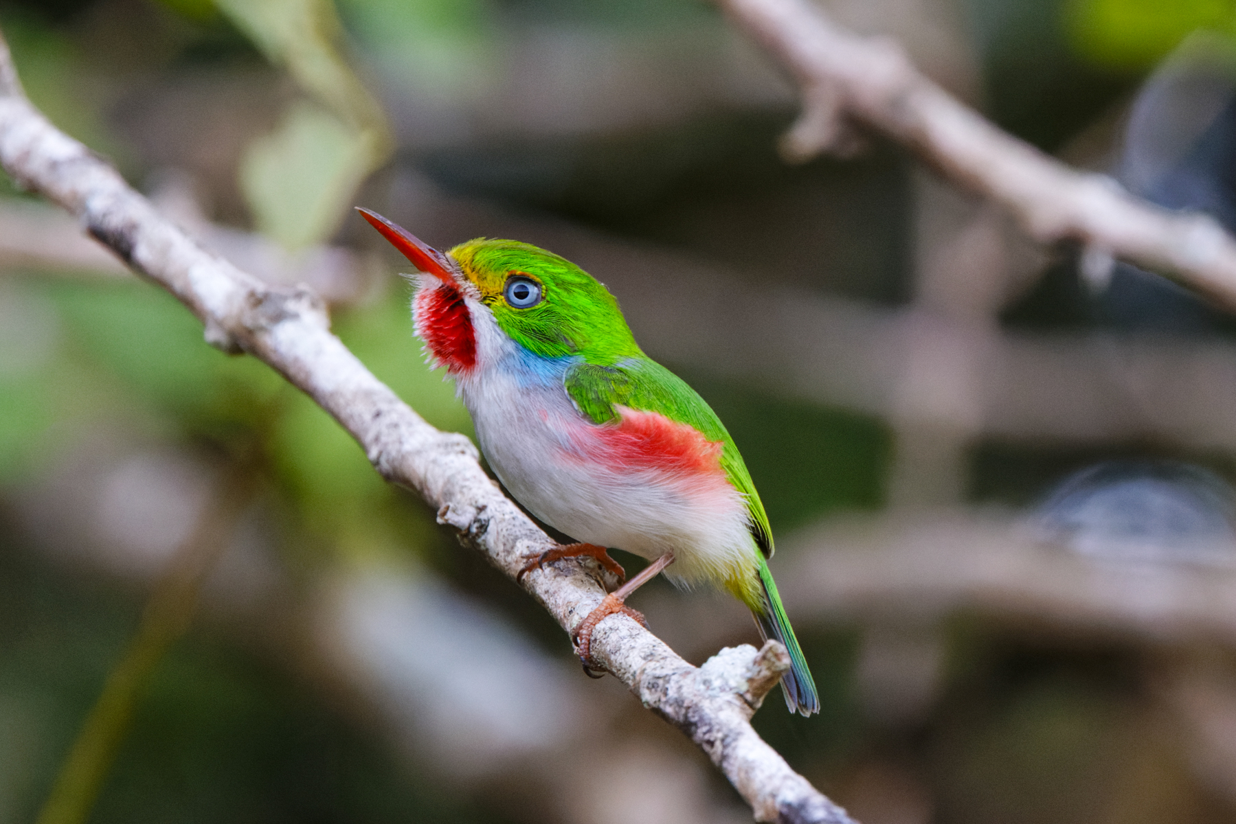 Cuban Tody (image by Leo Garrigues)