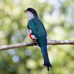 Cuban Trogon (image by Leo Garrigues)