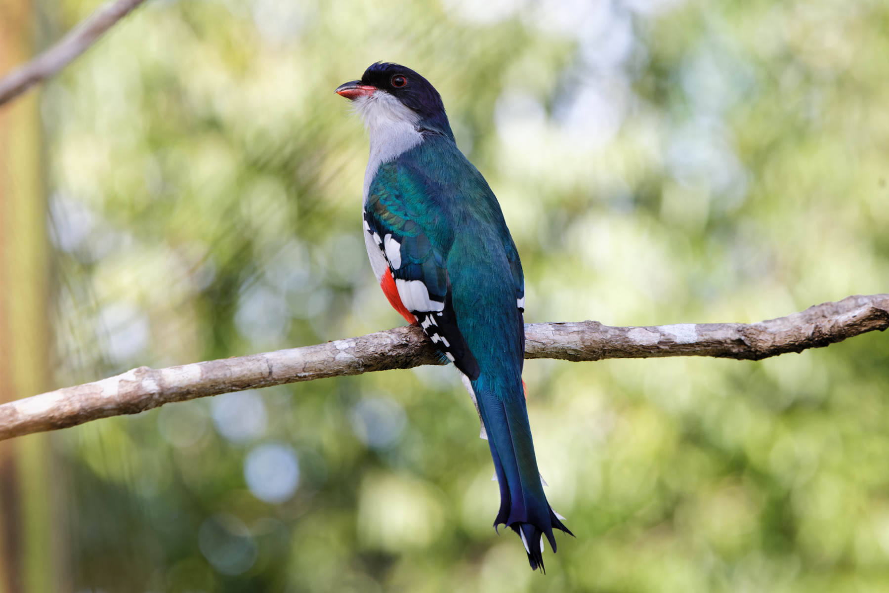 Cuban Trogon (image by Leo Garrigues)