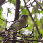 Cuban Vireo (image by Leo Garrigues)