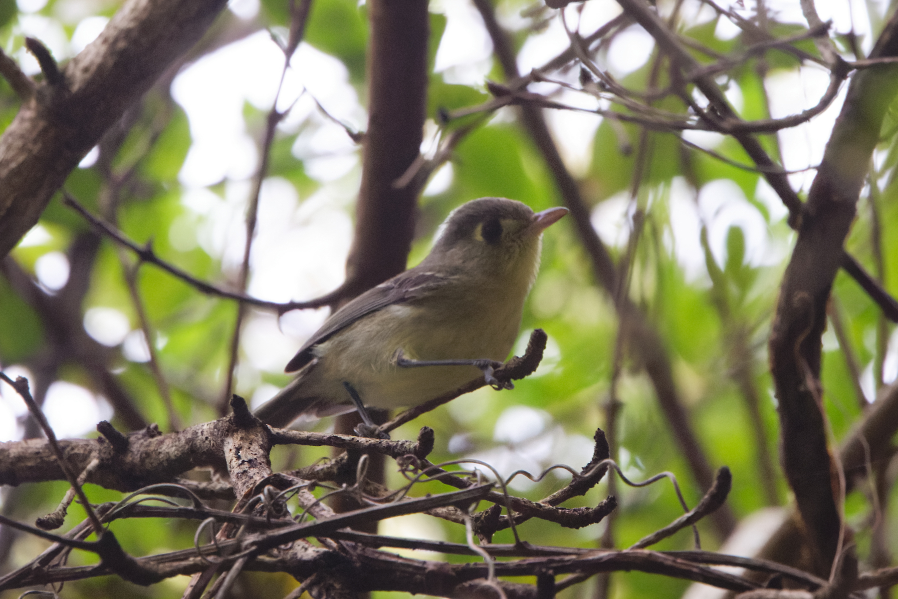 Cuban Vireo (image by Leo Garrigues)
