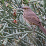 Curve-billed Thrasher (image by Sjoerd Radstaak)
