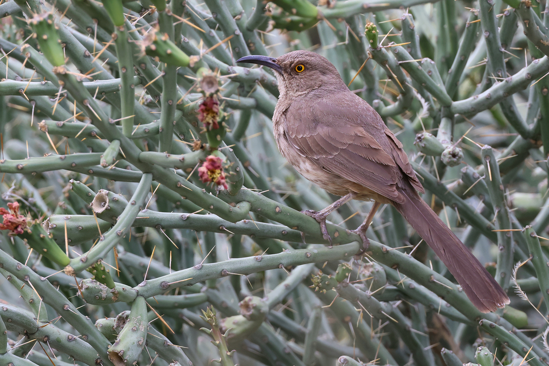 Curve-billed Thrasher (image by Sjoerd Radstaak)