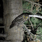 Cyprus Scops Owl (image by Diedert Koppenol)
