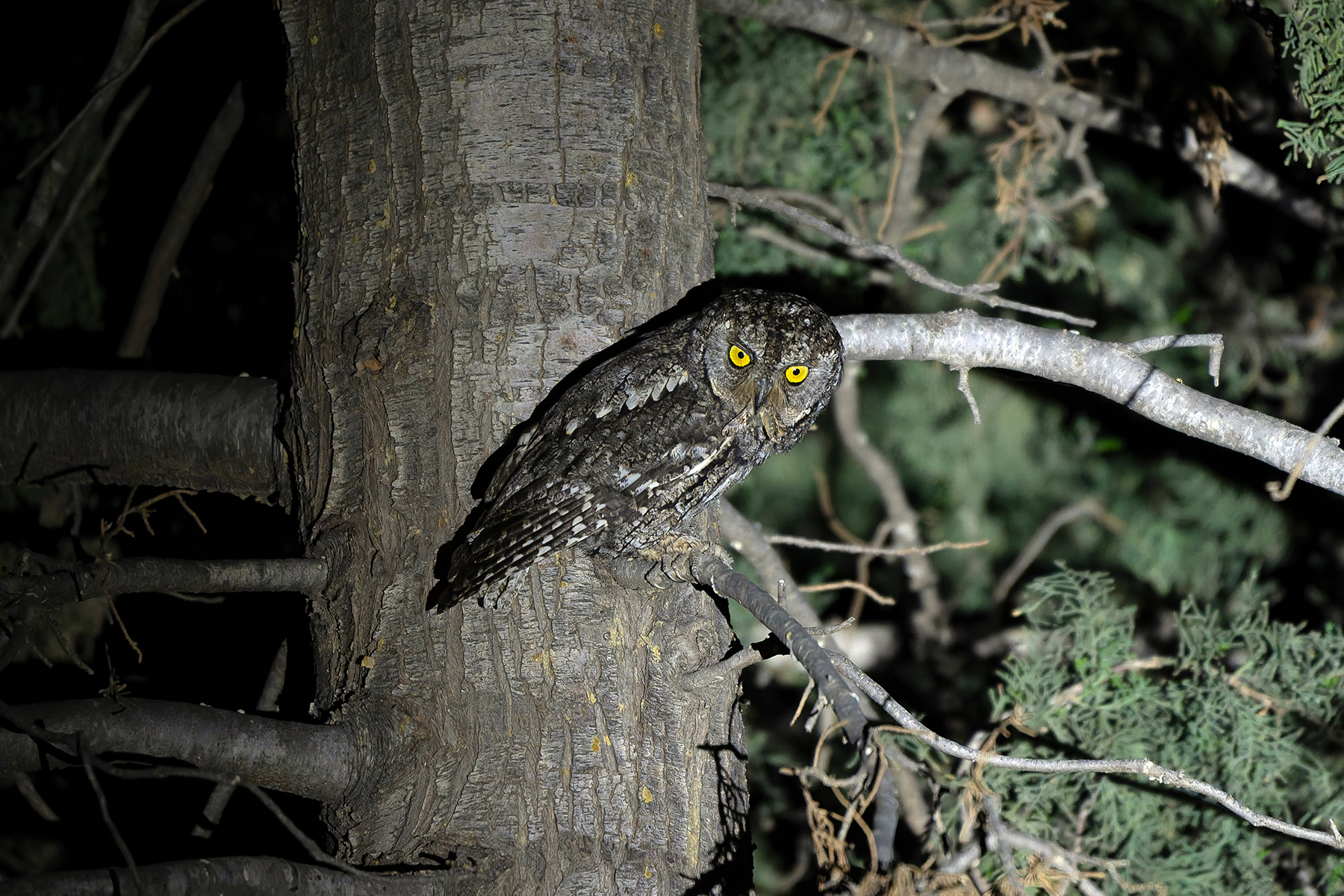 Cyprus Scops Owl (image by Diedert Koppenol)