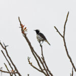 Cyprus Wheatear (image by Diedert Koppenol)