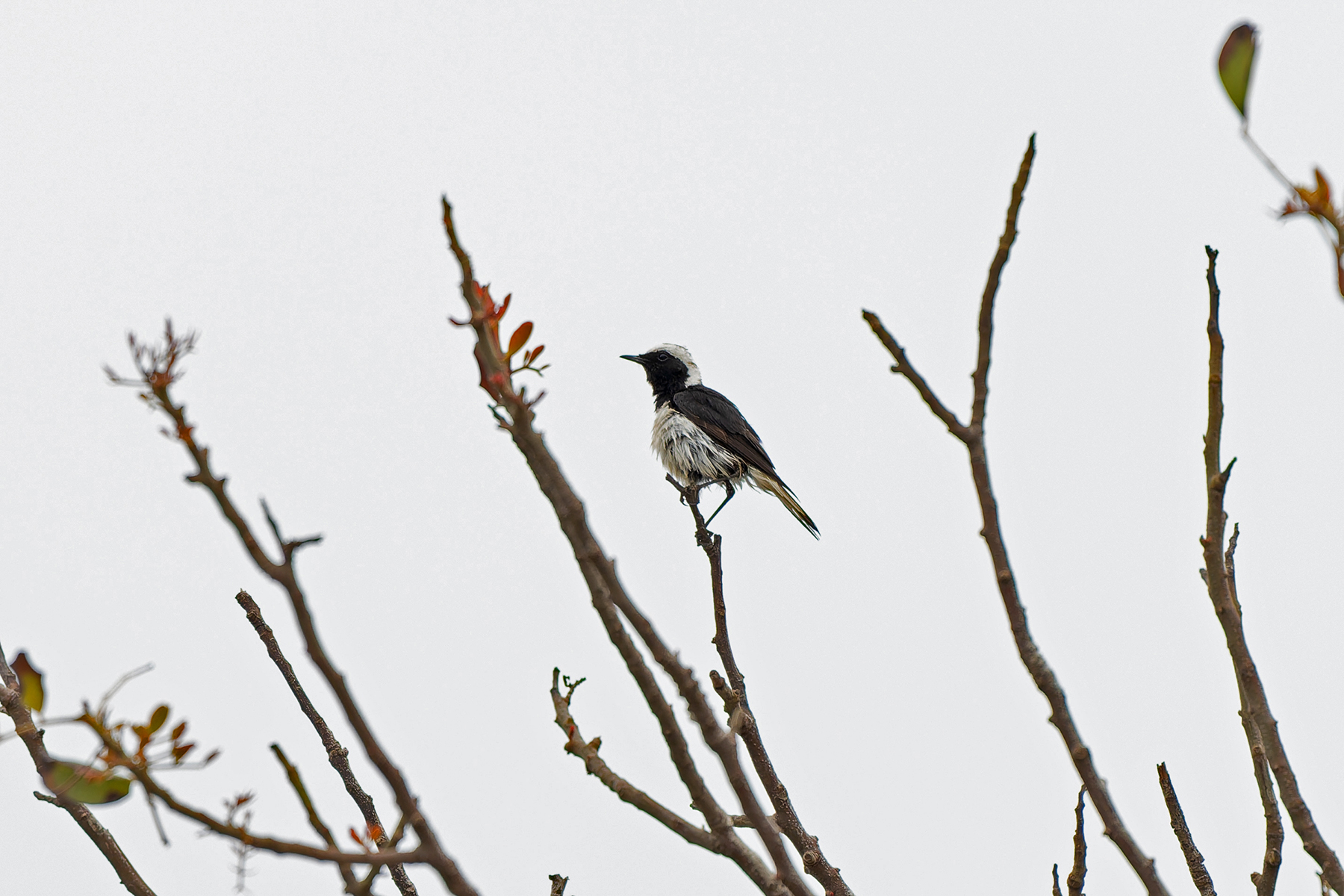 Cyprus Wheatear (image by Diedert Koppenol)