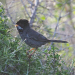 male Cyprus Warbler (image by Martin Hale)