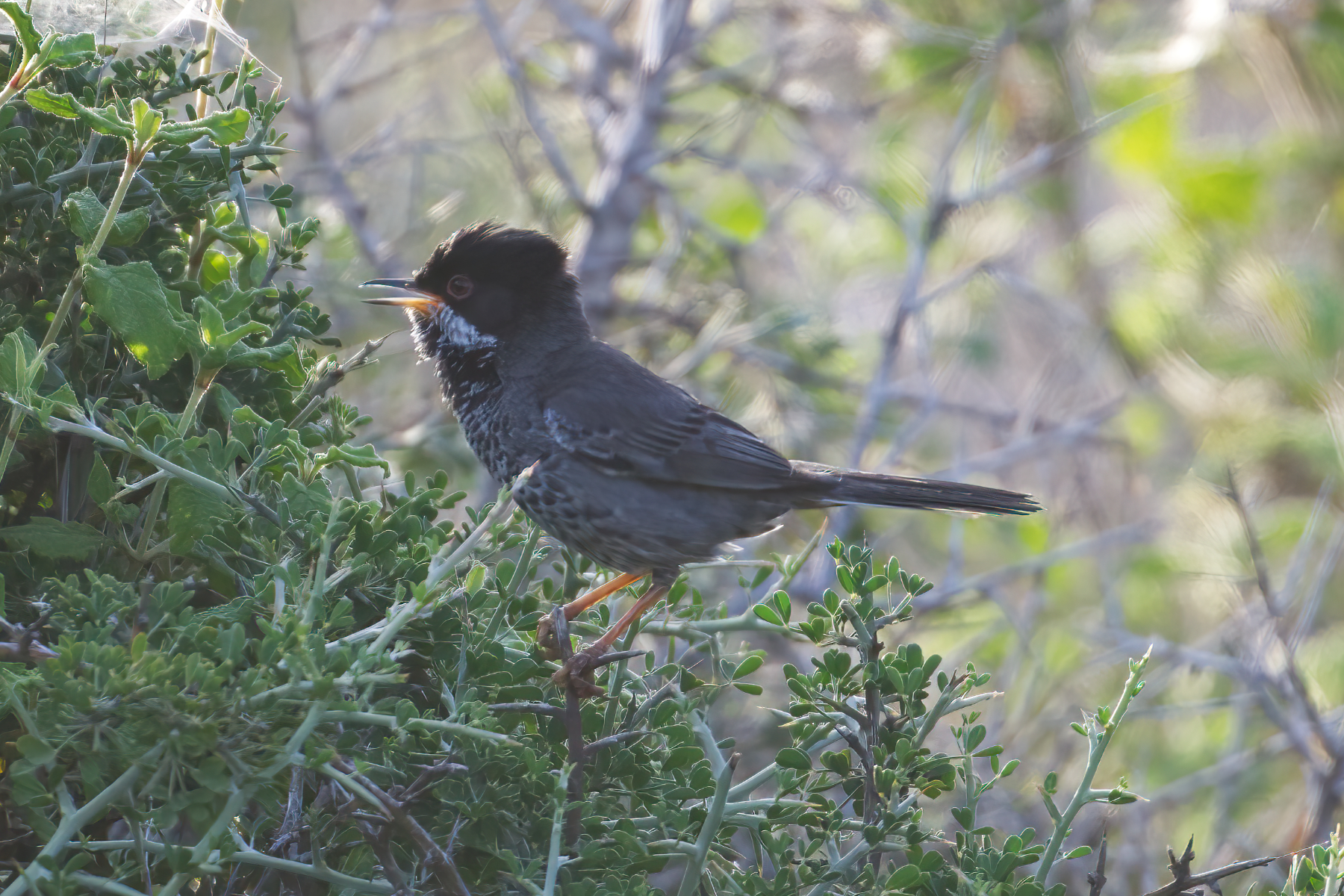 male Cyprus Warbler (image by Martin Hale)