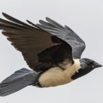 Daurian Jackdaw (image by Pete Morris)