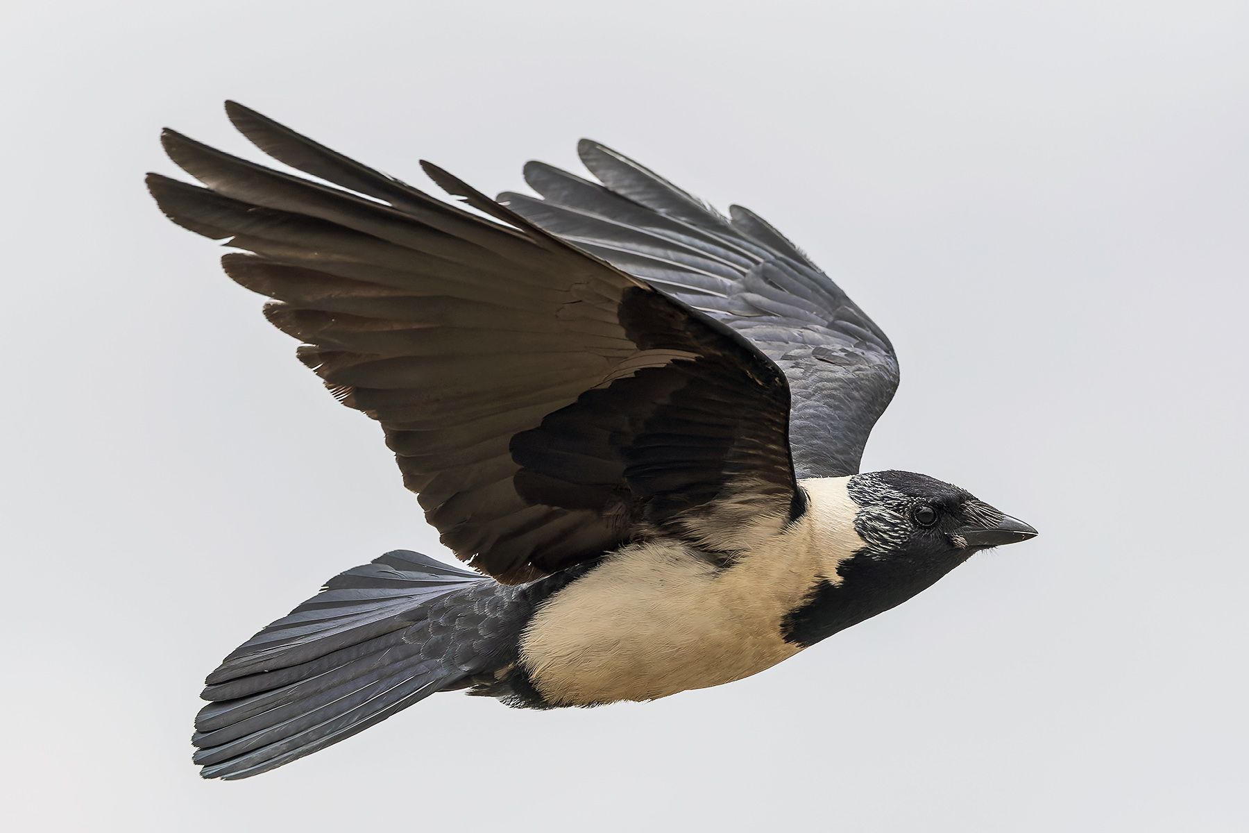 Daurian Jackdaw (image by Pete Morris)
