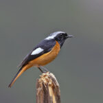 Daurian Redstart (image by Pete Morris)