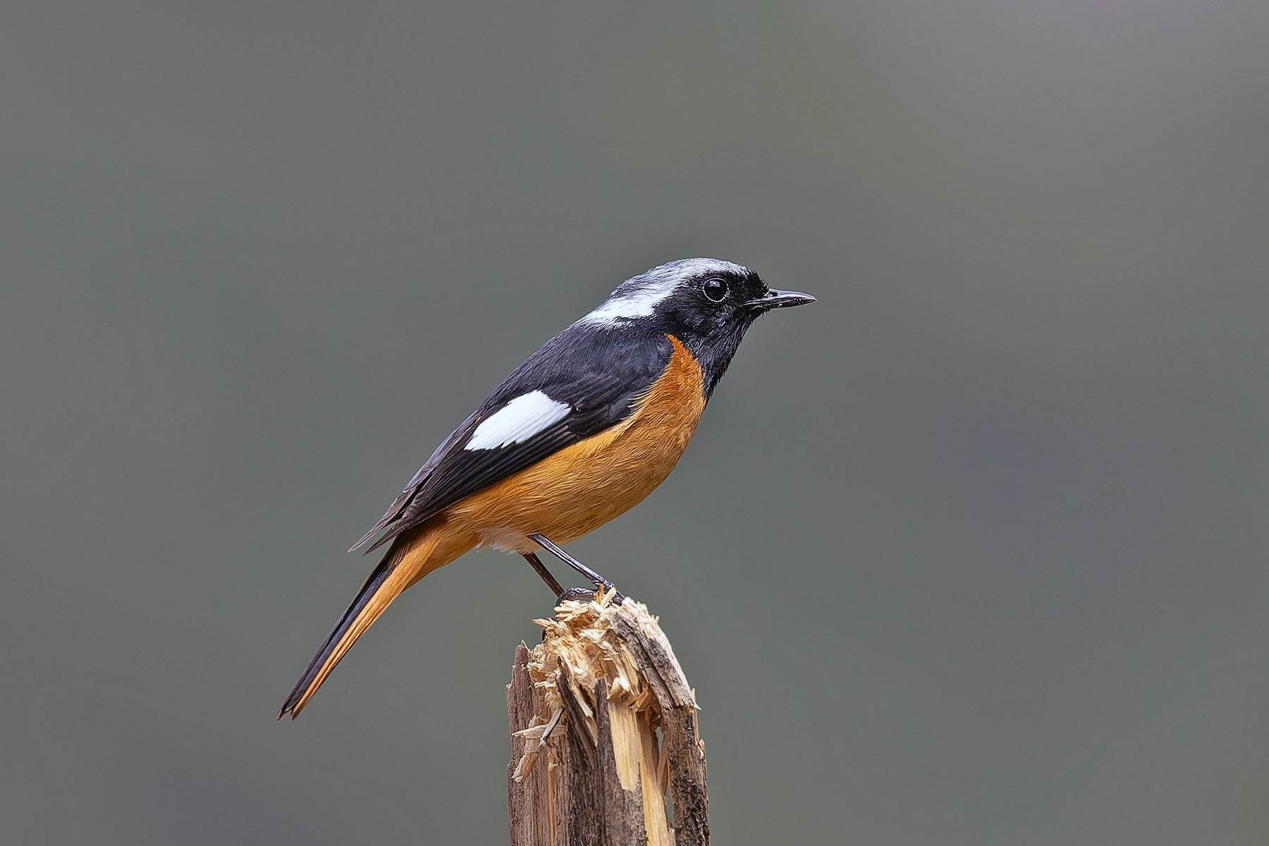 Daurian Redstart (image by Pete Morris)