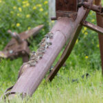 Dead Sea Sparrows (image by Diedert Koppenol)