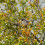 male Dead Sea Sparrow (image by Diedert Koppenol)