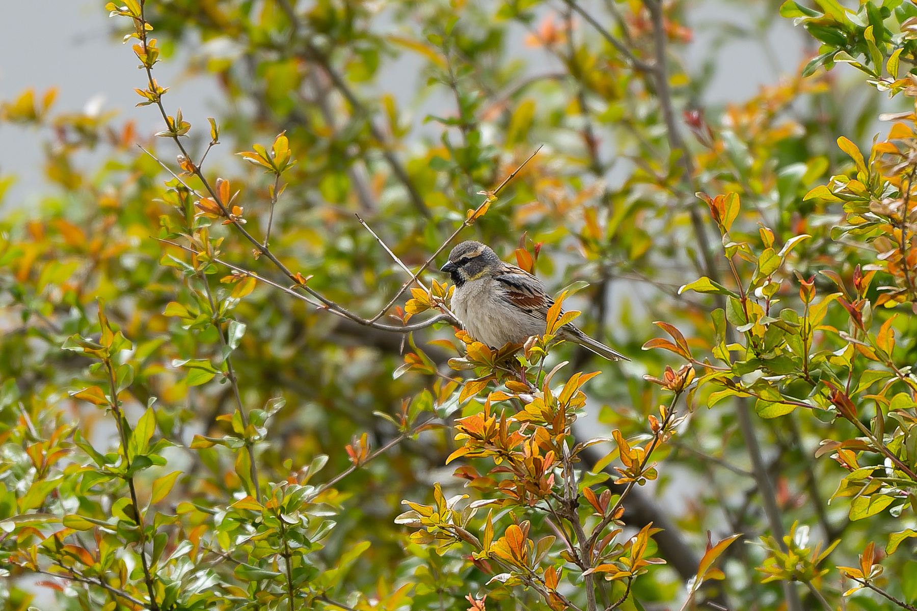 male Dead Sea Sparrow (image by Diedert Koppenol)