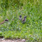 Dead Sea Sparrows (image by Diedert Koppenol)