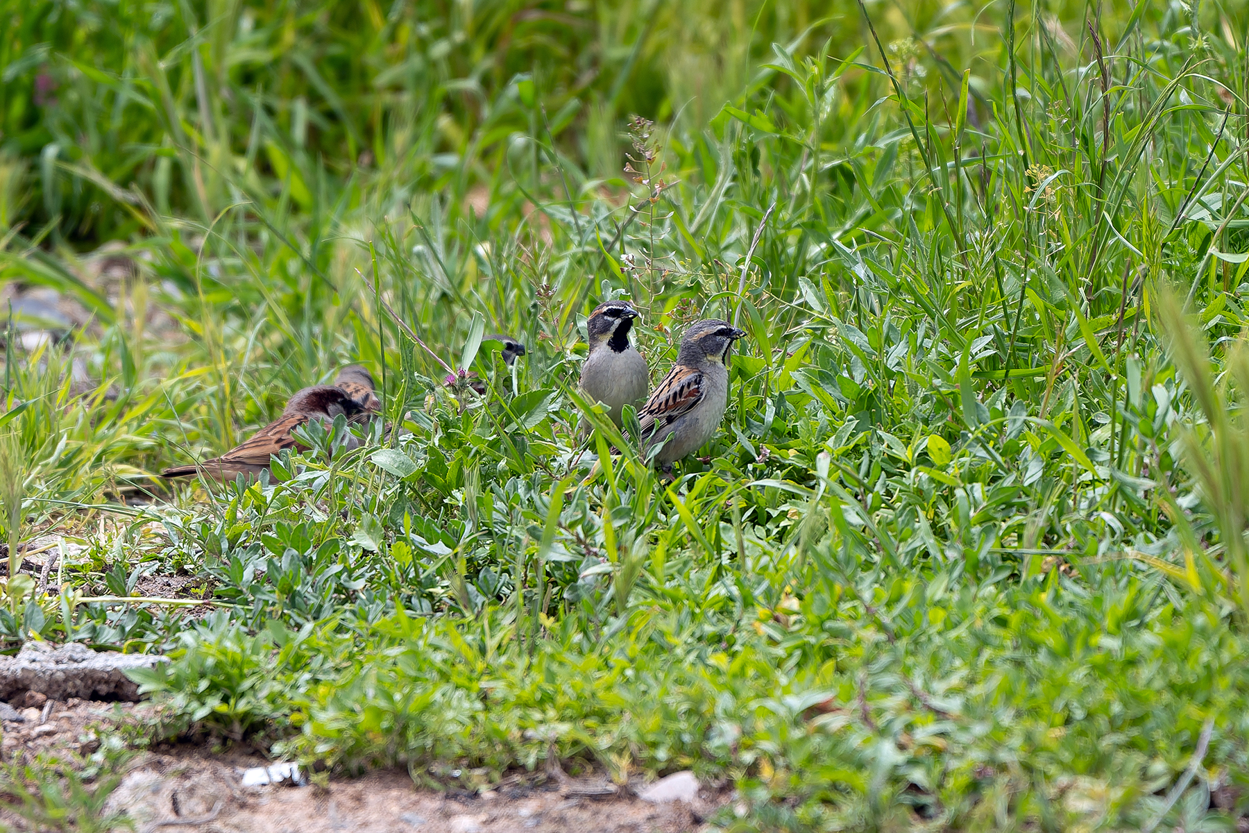 Dead Sea Sparrows (image by Diedert Koppenol)