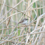 Delicate Prinia (image by Diedert Koppenol)